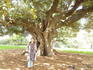 , , Royal Botanic Garden