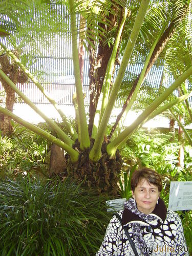 , , Royal Botanic Garden, Fern Garden ( )