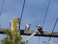 , Central Coast, Ettalong Beach, 