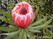  (waratah) -     