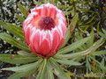  (waratah) -     