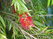  (waratah) -     