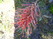  (waratah) -     