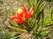  (waratah) -     