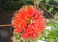  (waratah) -     