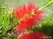  &quot;Bottlebrush&quot; (  )