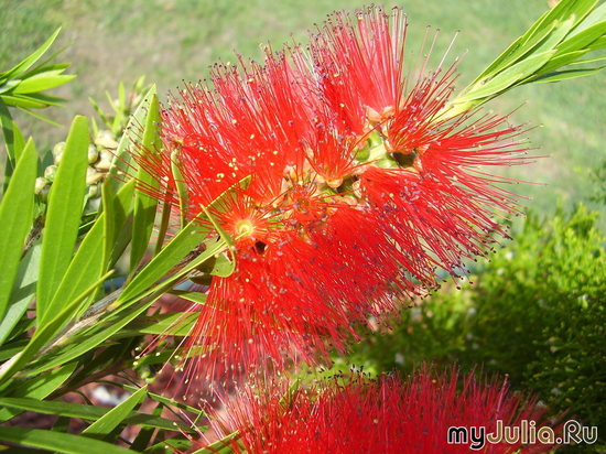  &quot;Bottlebrush&quot; (  )