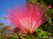  (waratah) -     