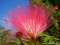  &quot;Bottlebrush&quot; (  )