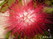  &quot;Bottlebrush&quot; (  )