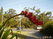  (waratah) -     