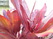  (waratah) -     