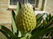  (waratah) -     