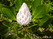  (waratah) -     