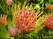  (waratah) -     