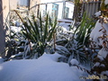 Сад в снегу