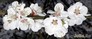 Фиона с Маргошей и орхидеями