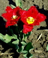 красные бархатные тюльпаны