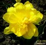 Жёлтый тюльпан, который больше похож на пион
