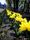 Жёлтые бархатные тюльпаны