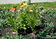 Гигантские тюльпаны высотой 60см
