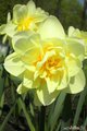 жёлтый тюльпан с кучей лепестков