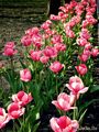 розовые тюльпаны
