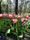 Гигантские тюльпаны высотой 60см