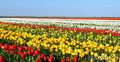 Поле тюльпанов в Крыму
