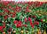 красные бархатные тюльпаны