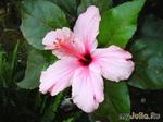  (Hibiscus)