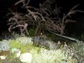 Альпийская горка с бисерным деревом ночью