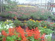 Рай для цветоводов и садоводов!!!!