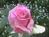 Мои розы & другие цветы