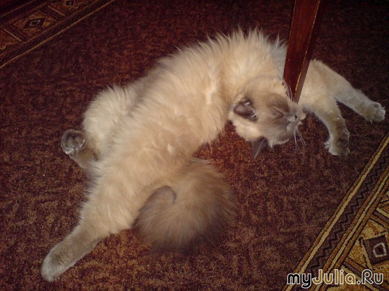 Ласковый и нежный зверь "Регдол" Дневник группы «Кошки