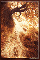 Val Rosandra