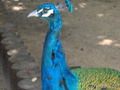    , 2007.
