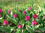 Размножение тюльпанов