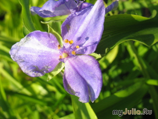   &#039; &#039; Tradescantia virginiana &#039;Angel Eyes&#039;