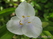    &#039; &#039; Petunia grandiflora flore pleno &#039;Daddy Blue&#039;