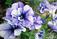    &#039; &#039; Petunia grandiflora flore pleno &#039;Daddy Blue&#039;