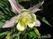    &#039;&#039; Aquilegia hybrida Mckana  &#039;Delikatissima&#039;