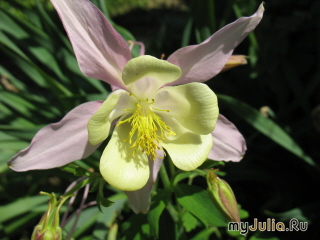    &#039;&#039; Aquilegia hybrida &#039;Gaylodgenezis&#039;