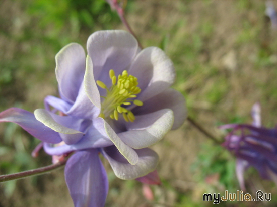    &#039;&#039; Aquilegia hybrida Mckana &#039;Elena&#039;