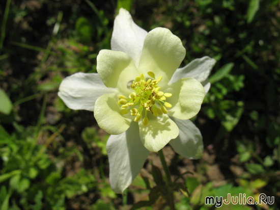    &#039;&#039; Aquilegia hybrida Mckana &#039;Kandissima&#039;