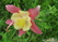   &#039;&#039; Primula veris &#039;Waite&#039;