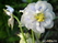   &#039;&#039; Primula veris &#039;Waite&#039;