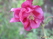    &#039; &#039; Aquilegia hybrida Mckana &#039;Crimson Star&#039;