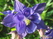   &#039;&#039; Aquilegia vulgaris &#039;Blue&#039;