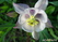     Primula japonica Primula japonica